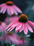 Echinacea_premium