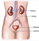 Kidney