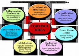 adrenal_functions