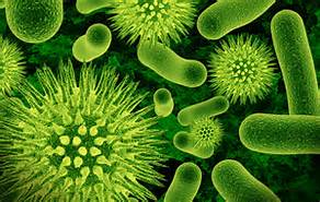 bacteria_and_virus