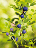 bilberry_1_1