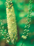 black_cohosh_1_2