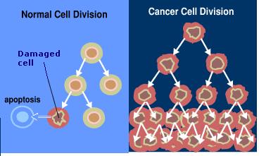 cancer_cell