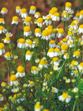 chamomile_1_2