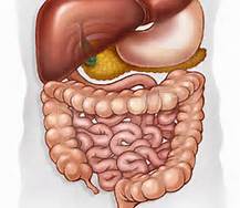 digestive