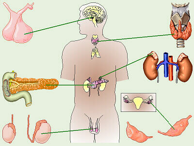 endocrine_system