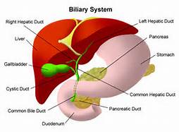 gallbladder_connection