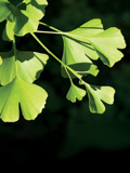 ginkgo_2_1