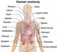 heart_structure