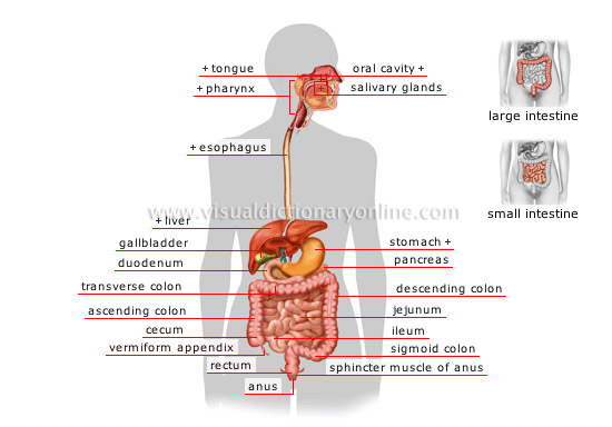 how_digestive_system_work