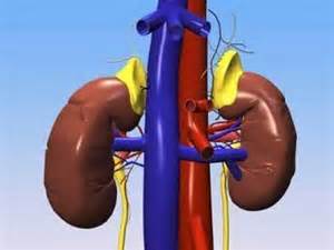 kidney_cancer