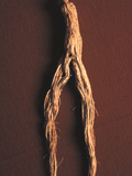 korean_ginseng