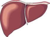 liver_structure