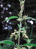 nettle_leaf_1_2