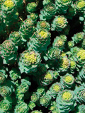 rhodiola_and_ginseng_complex