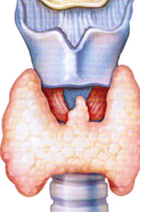 thyroid_and_how_it_works