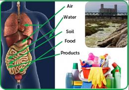 toxin-enters-the-cell