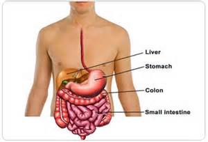 zypan_digestive_test